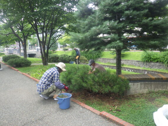 南1条西側でモンタナマツの剪定をする植物ボランティア