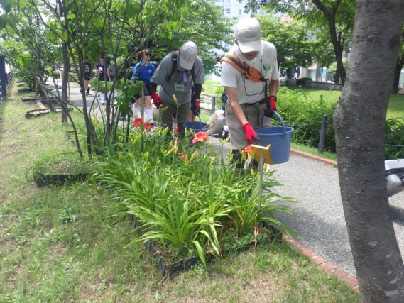 ヘメロカリスの花がら摘みをするお助け隊