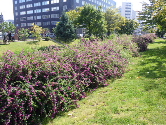 昨年のハギの咲いている様子