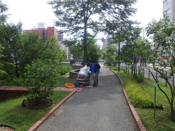 モンタナマツの剪定をする植物ボランティア