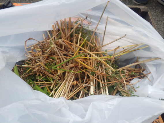 お助け隊と高校生ポランティアで抜き取ったヘメロカリスの茎