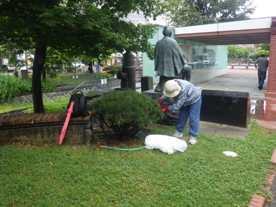 雨の中でモンタナマツの剪定をする植物ボランティア