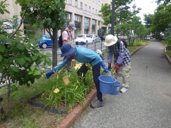 ヘメロカリスの花がら摘みをする植物ボランティア