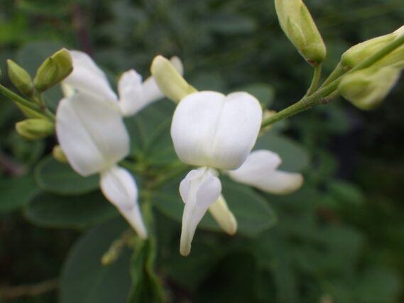 昨年の白いハギの花の画像