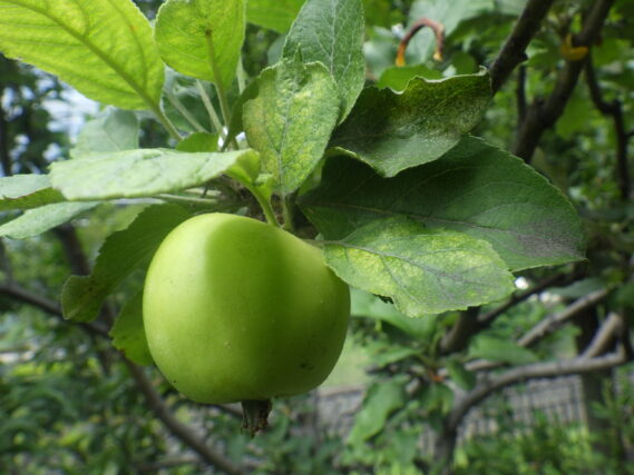 リンゴの実が大きくなってきた様子