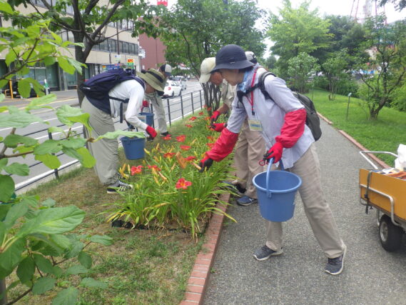 ヘメロカリスの花がら摘みをする