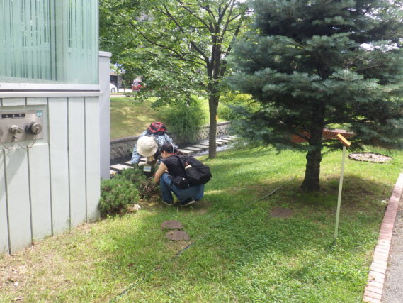 モンタナマツの剪定をする植物ボランティア