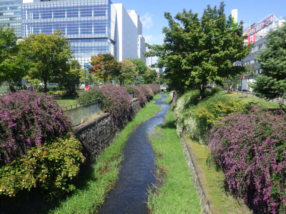 昨年のハギの咲いている様子