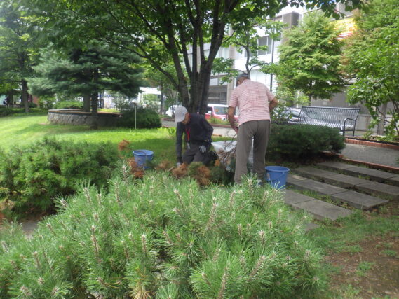 南1条西側でモンタナマツの剪定をする植物ボランティア