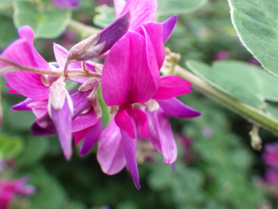 昨年の赤紫のハギの花の画像