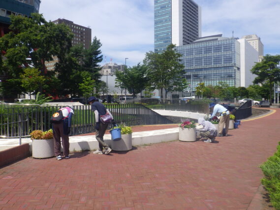まんなか広場のコンテナ花壇のお手入れをする花くらぶ