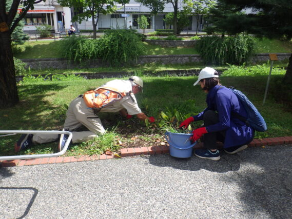 スズラン花壇の除草をするお助け隊