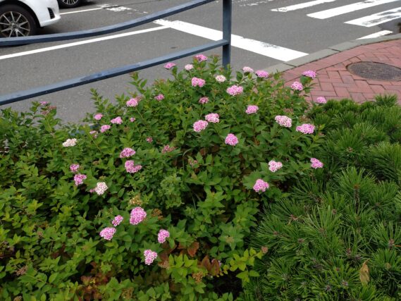 花後に花がらを摘んでから、2度目の開花を迎えたシモツケの花