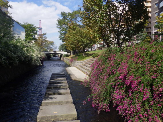 昨年のハギの咲いている様子