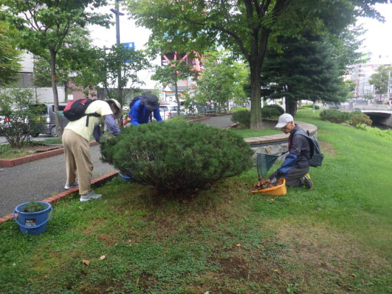モンタナマツの剪定をする植物ボランティア