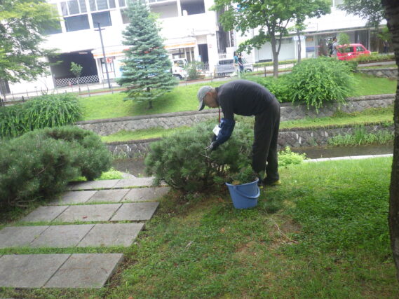 南1条西側でモンタナマツの剪定をする植物ボランティア