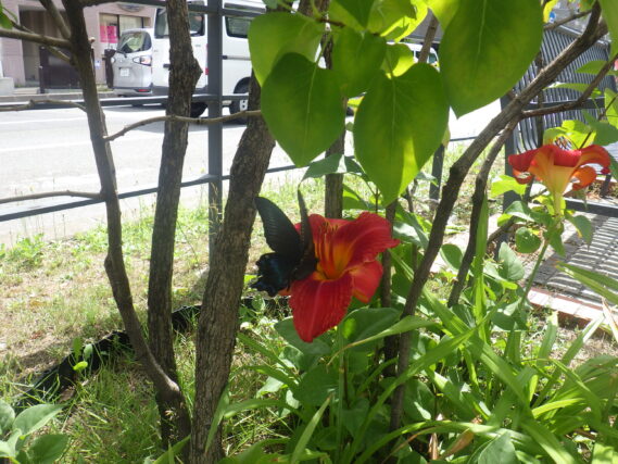 「今満開のジェイと黒いアゲハチョウ」の画像