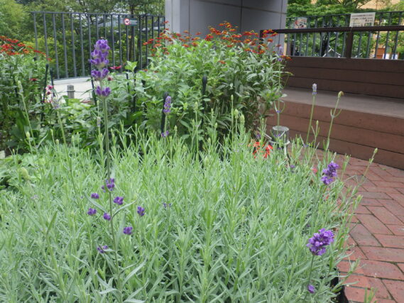 「今週の公園ボランティア」の画像