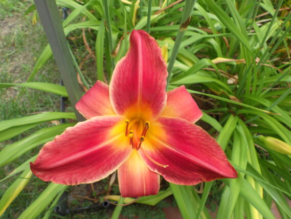 ヘメロカリスのジェイの花