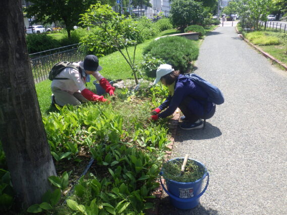 北1条東側でスズラン花壇の除草をするお助け隊