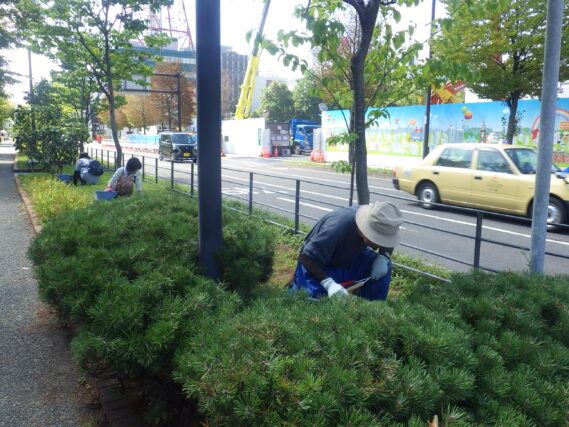 北1条西側で雑草取りをする除草ボランティア