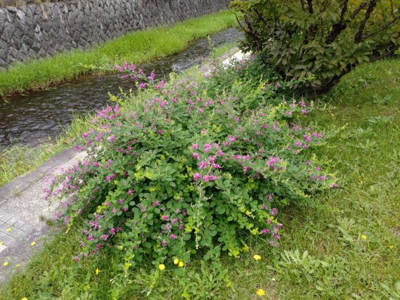 北1条東側の下園路の上のハギの開花の様子