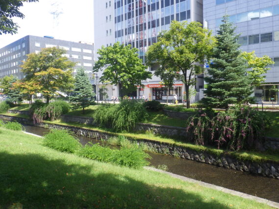 明z見1条東側の川に垂れさがるハギの開花の様子