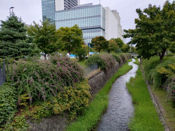 北1条西側の川に垂れさがるハギの開花の様子