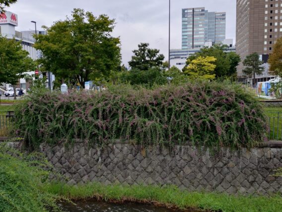 北1条西側の川に垂れさがるハギの開花の様子