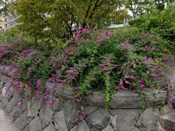 北1条東側の下園路の上のハギの開花の様子