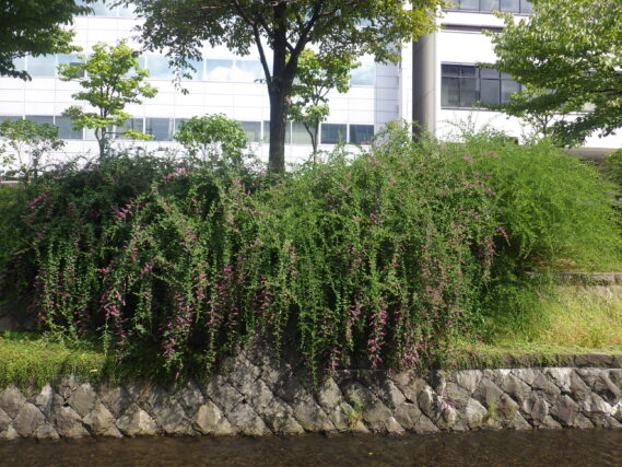 南1条東側のハギが咲き始めている様子