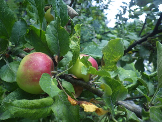 赤くなってきたリンゴ