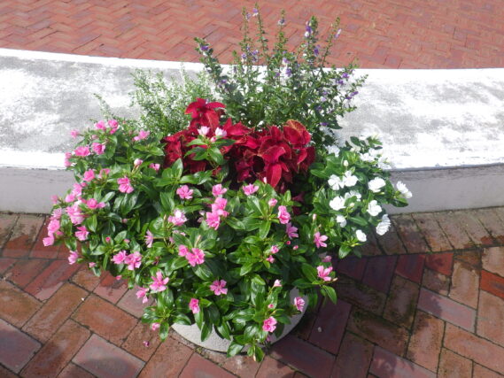 まんなか広場スノーリング横のコンテナ花壇