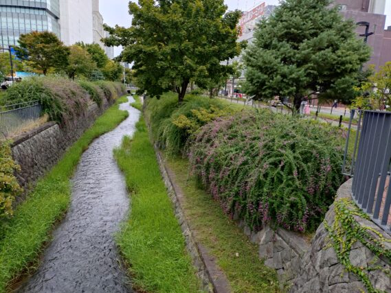 北1条の川に垂れさがるハギの開花の様子