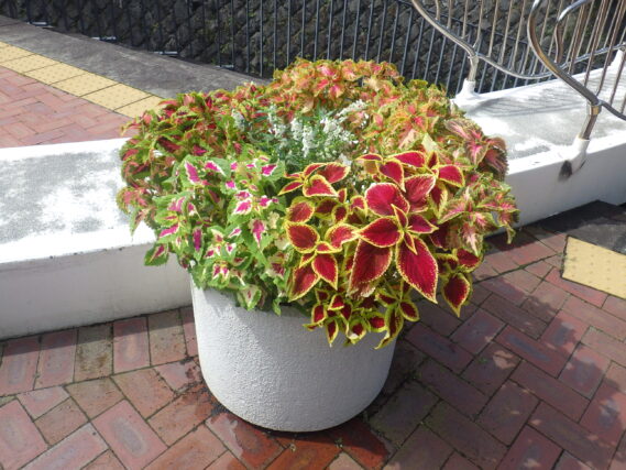 まんなか広場スノーリング横のコンテナ花壇