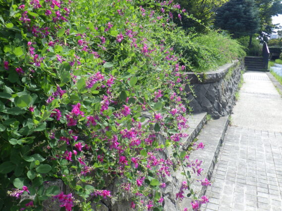 「ハギの開花の様子」の画像