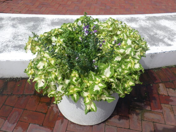 まんなか広場スノーリング横のコンテナ花壇