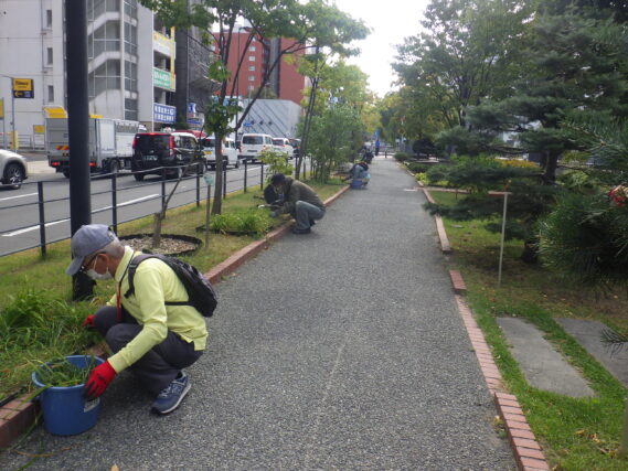 南4条でヘメロカリスの刈込み作業をする植物ボランティア