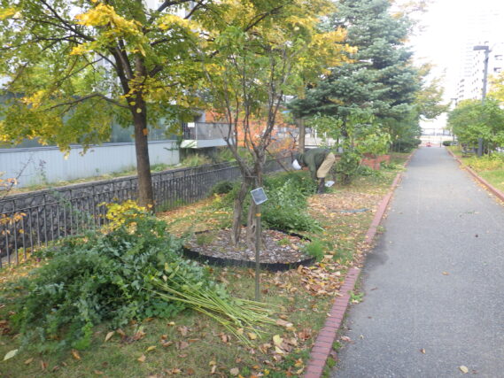 ハギの刈取り作業の様子