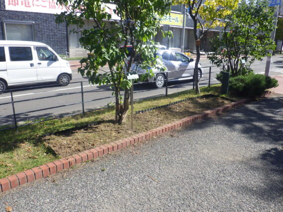 10月14日に地上部を刈り取られたヘメロカリス花壇