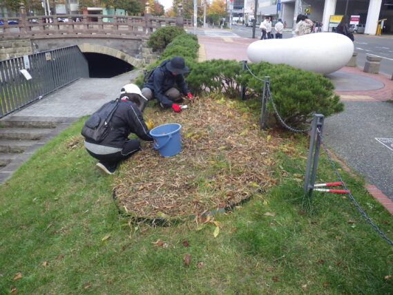 南2条でスズランの刈込みをするお助け隊