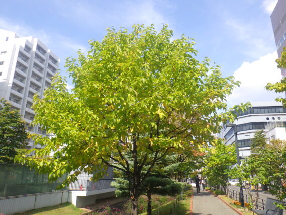 10月5日の南2条のキタコブシの様子