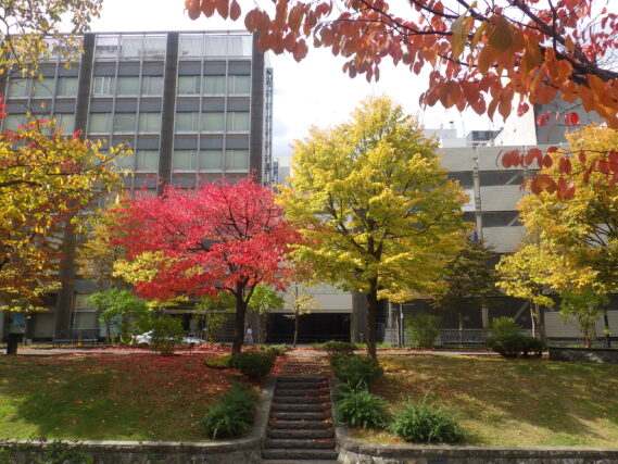 南1条のエゾヤマザクラとシナノキの紅葉の様子