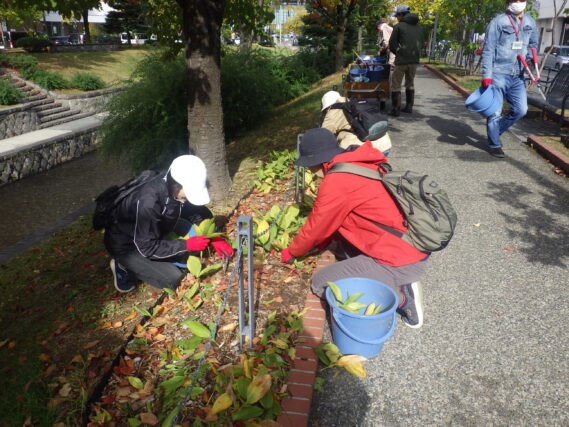 南1条でスズランの刈込みをするお助け隊