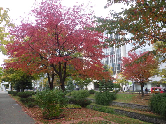 「紅葉が進んでいます」の画像