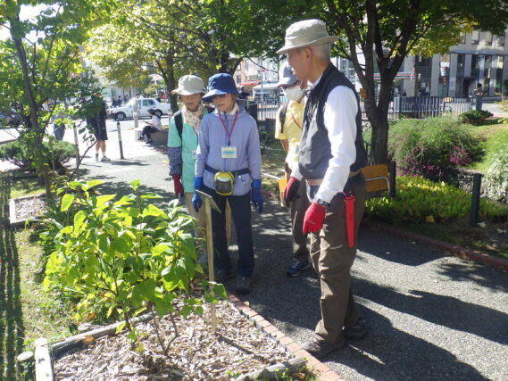 笠先生の指導を受けてライラックの秋剪定をする植物ボランティア