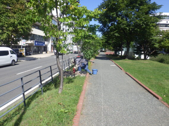 ライラックの株元の除草をする植物ボランティア