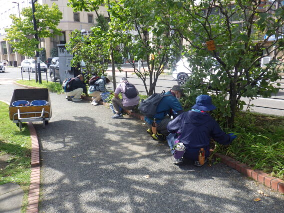 ライラックの株元の除草をする植物ボランティア