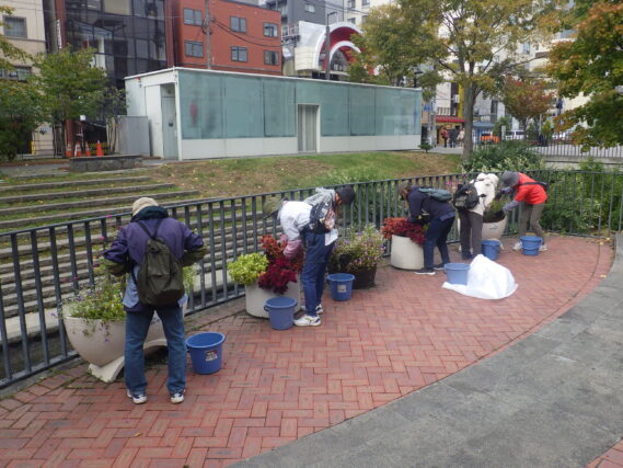 狸二条コンテナ花壇の花抜きをする花くらぶ