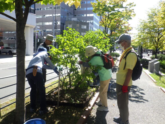 笠先生の指導を受けてライラックの秋剪定をする植物ボランティア